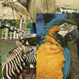 Concours Zoo de La Flèche